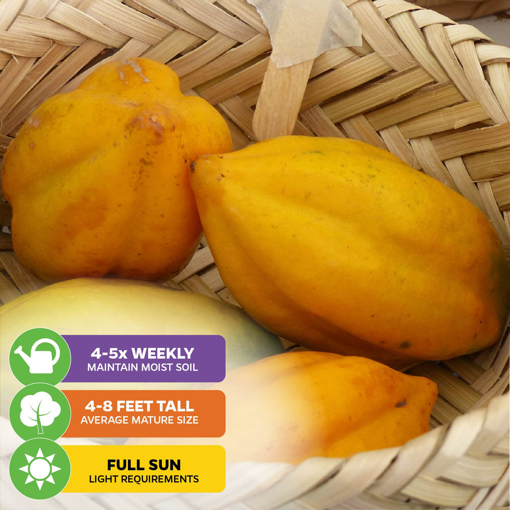 Babaco Mountain Papaya (Premium size) - Vasconcellea × heilbornii