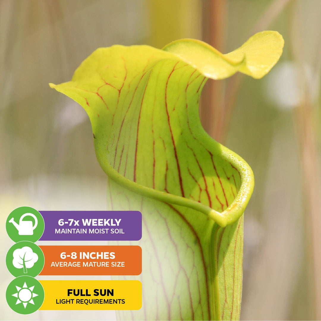 Barba Green Carnivorous Pitcher Plant - Sarracenia