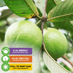 Bright Pink Guava - Psidium guajava