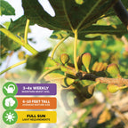 The Wellspring Gardens Violette de Bordeaux Fig (Ficus carica) features large leaves and unripe figs, ideal for containers. Self-pollinating, grows 6–10 ft tall in full sun. Water 3–4x weekly.