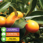 Callie Kumquat Tree - Citrus Japonica
