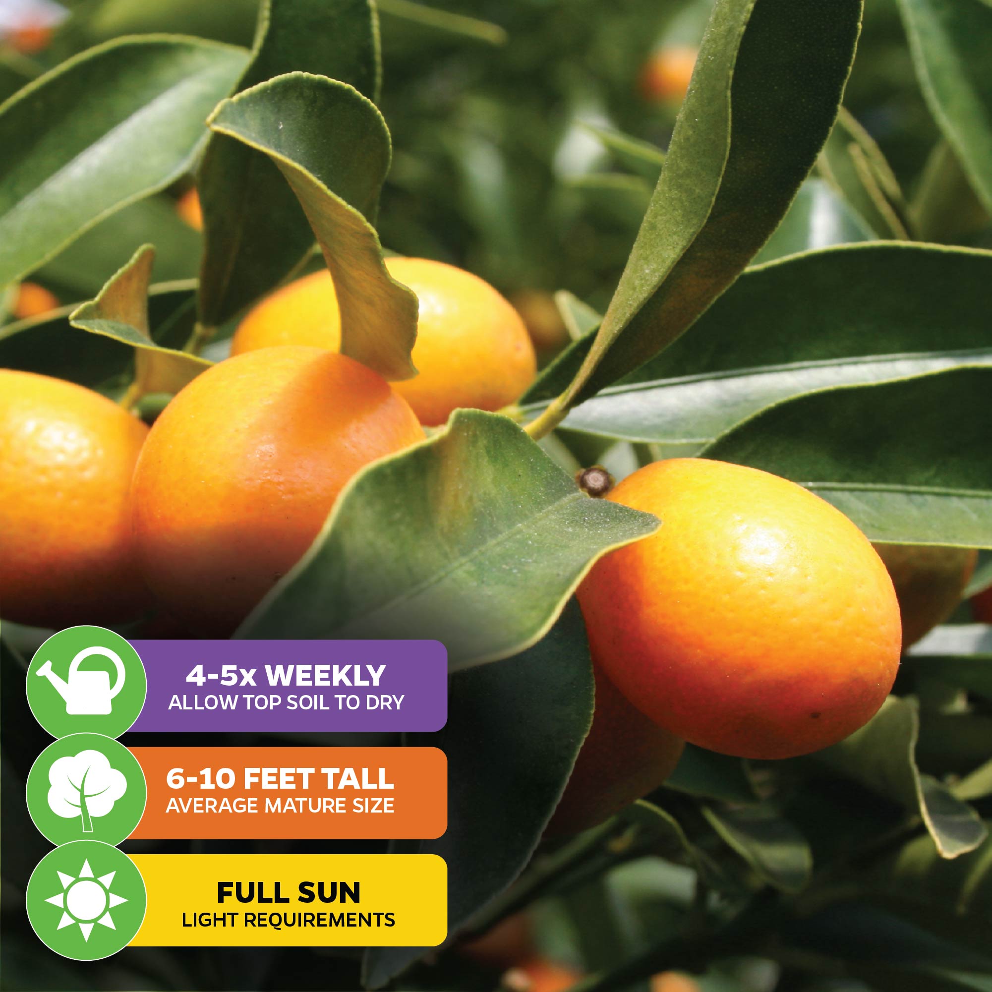 Callie Kumquat Tree - Citrus Japonica