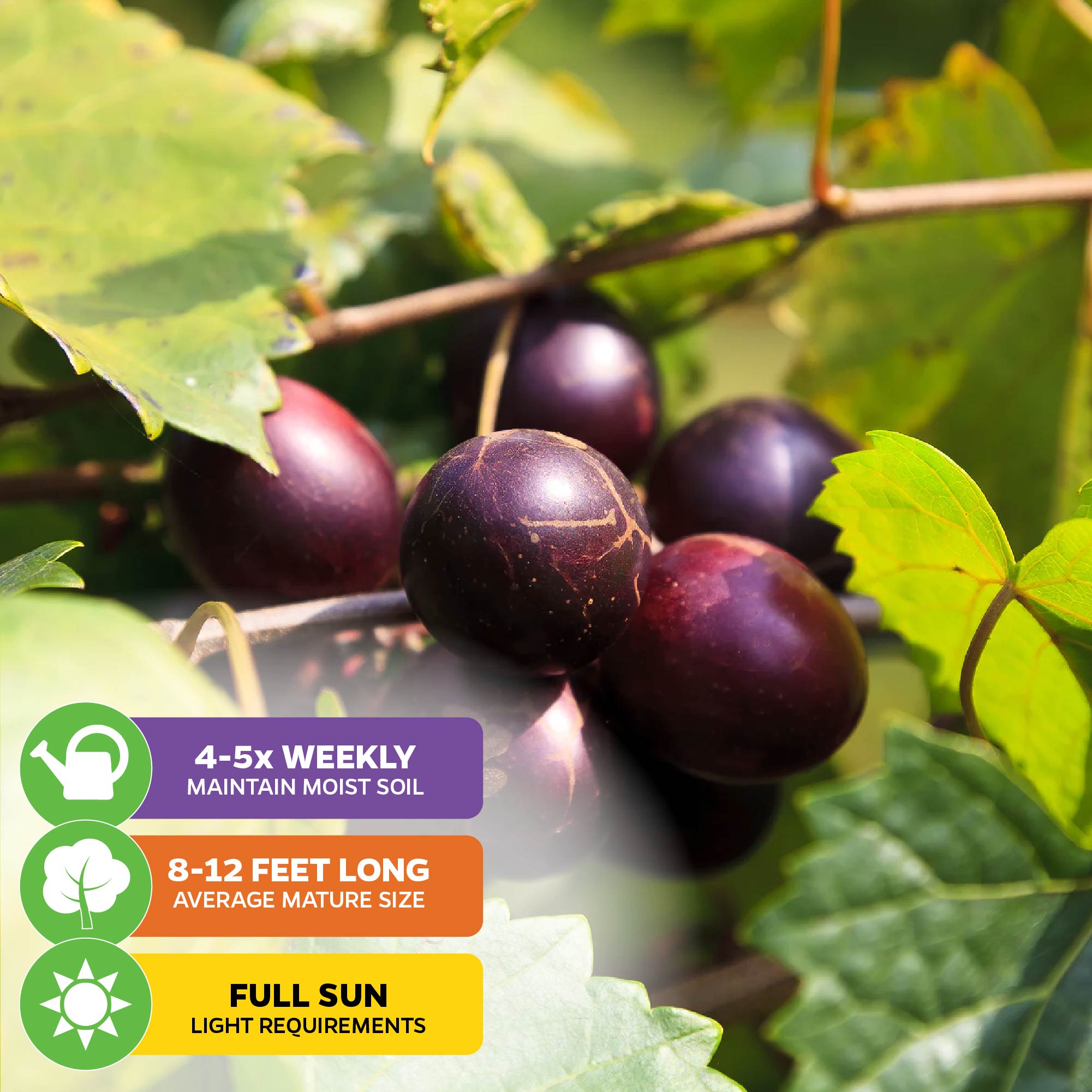 Close-up of ripe, dark purple 'Delicious' Muscadine grapes by Wellspring Gardens on a vine with green leaves. Icons show: water 4-5x weekly, grows 8-12 ft, needs full sun. Disease resistant—ideal for wine-making.