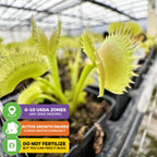 Dente Venus Fly Trap Carnivorous Plant - Dionaea muscipula