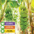Large bunches of green bananas grow on Wellspring Gardens’ Double Mahoi Banana (Musa) in sunny groves. Care tips: water 6-7 times weekly, mature height 6-8 feet, and full sun needed—ideal for passionate banana growers.