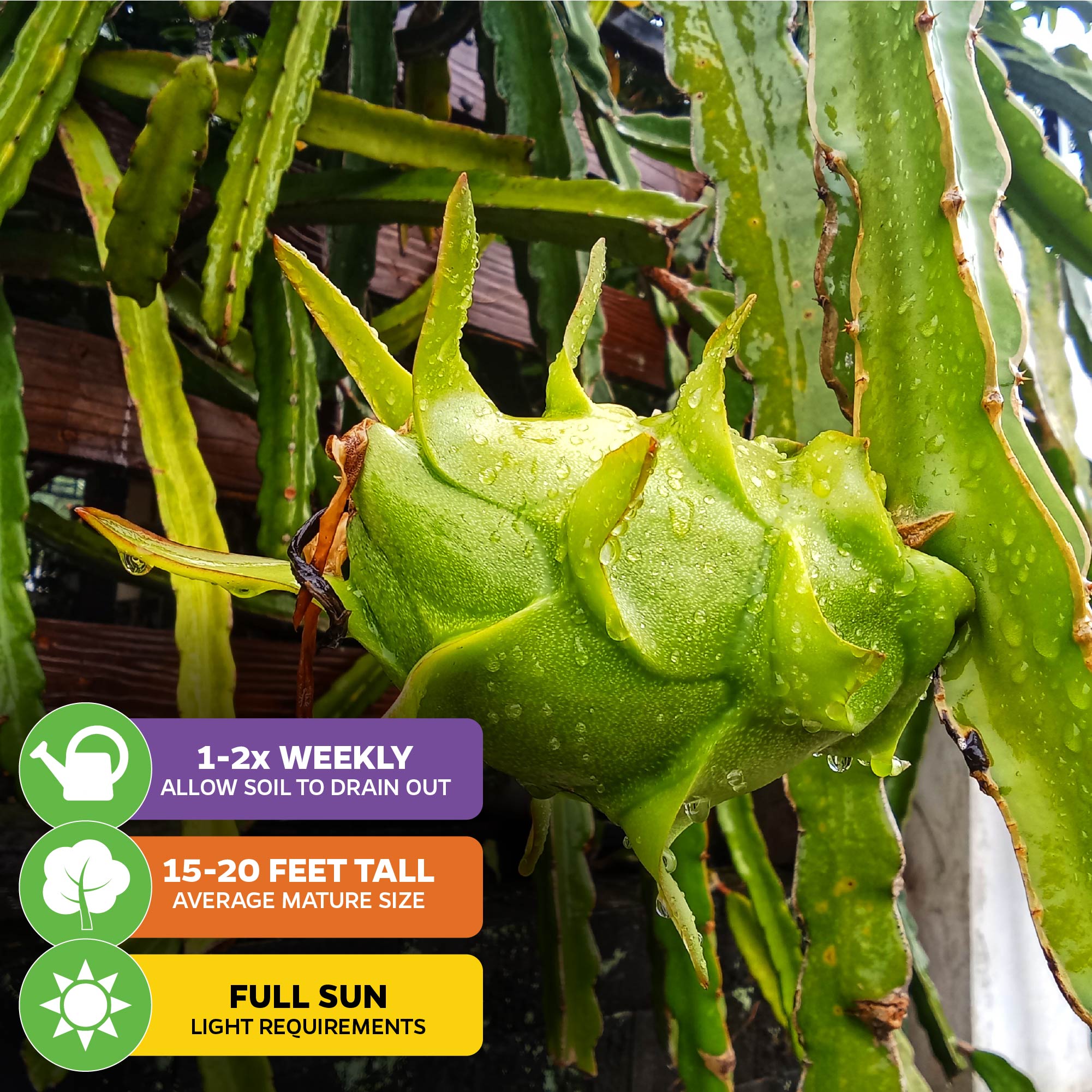 A close-up of Edgar's Baby Dragon Fruit (Hylocereus undatus) from Wellspring Gardens, growing on its cactus-like stem with water droplets. Care icons: water 1-2x per week, grows 15-20 ft tall, needs full sun.