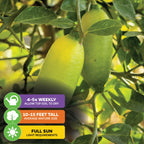 Giant Green Finger Lime Tree - Citrus australasica