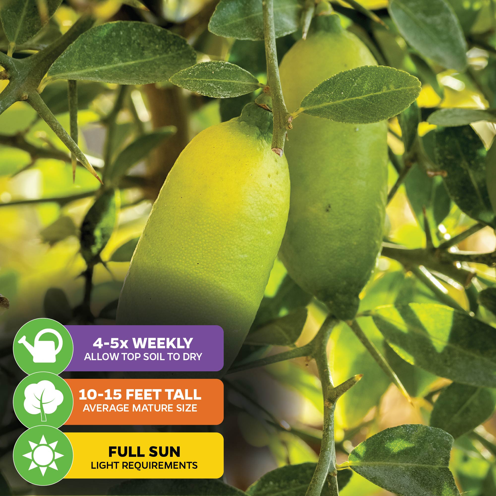 Giant Green Finger Lime Tree - Citrus australasica
