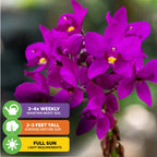 A close-up of Wellspring Gardens’ Ground Orchid – Spathoglottis plicata purple, with icons for care: water 3–4 times weekly, grows 2–3 ft tall, and needs full sun for continuous blooms.