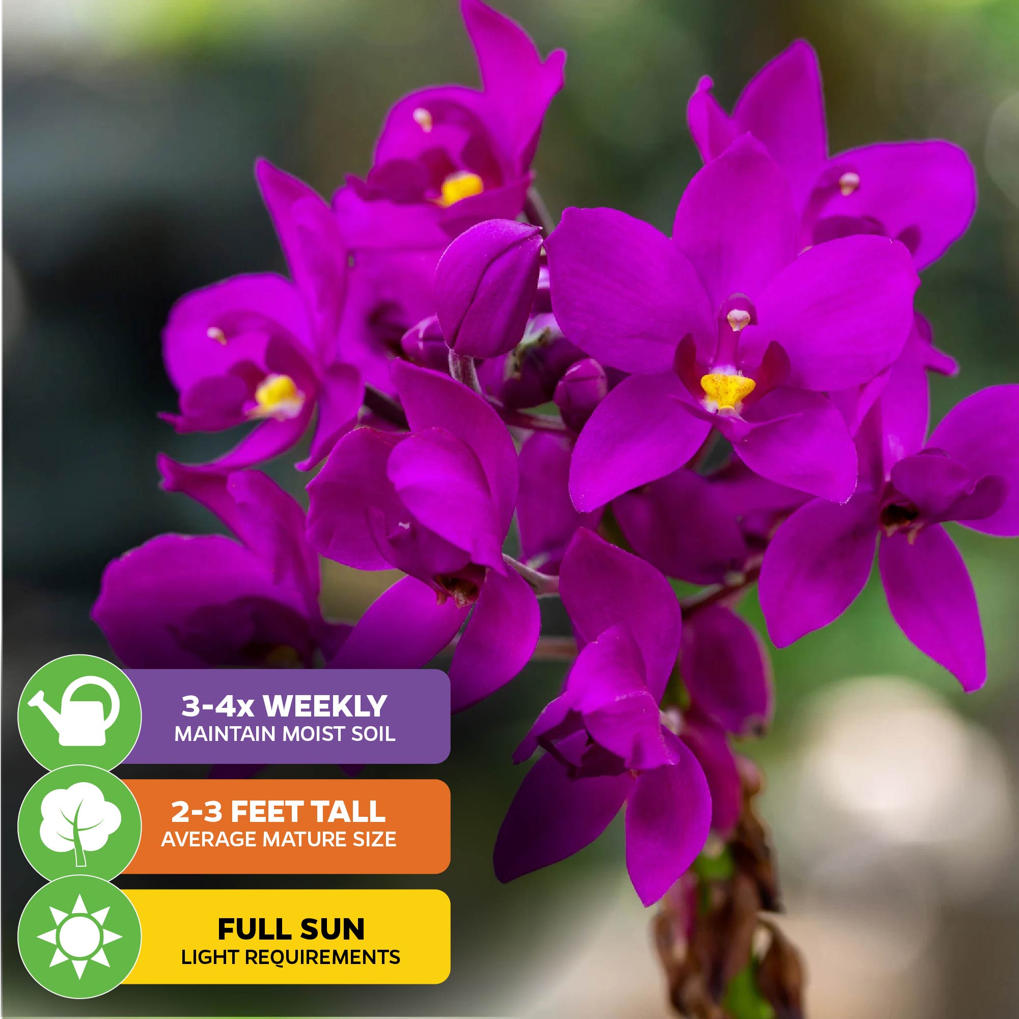 A close-up of Wellspring Gardens’ Ground Orchid – Spathoglottis plicata purple, with icons for care: water 3–4 times weekly, grows 2–3 ft tall, and needs full sun for continuous blooms.