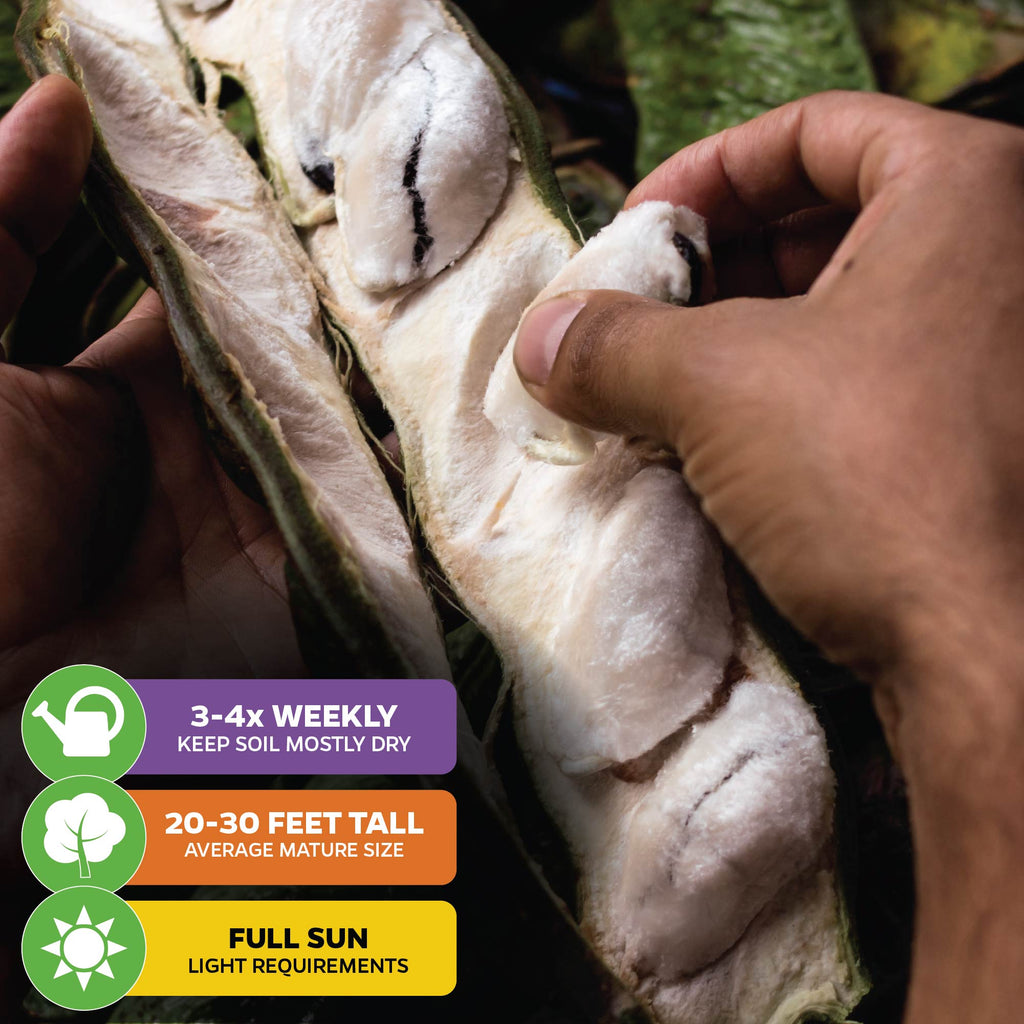 Ice Cream Bean - Inga edulis