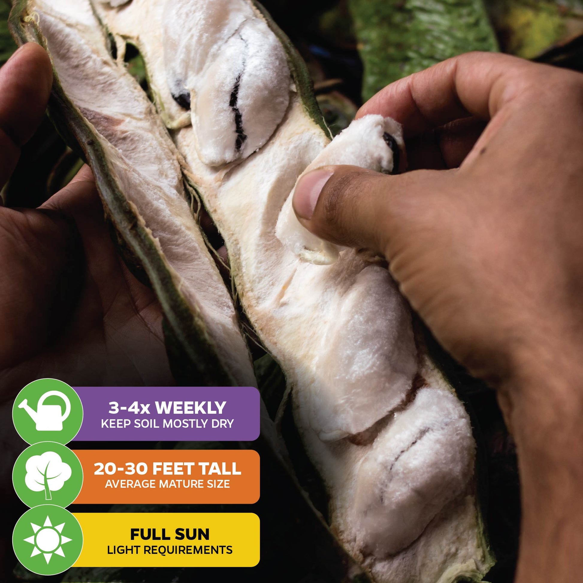 Ice Cream Bean - Inga edulis