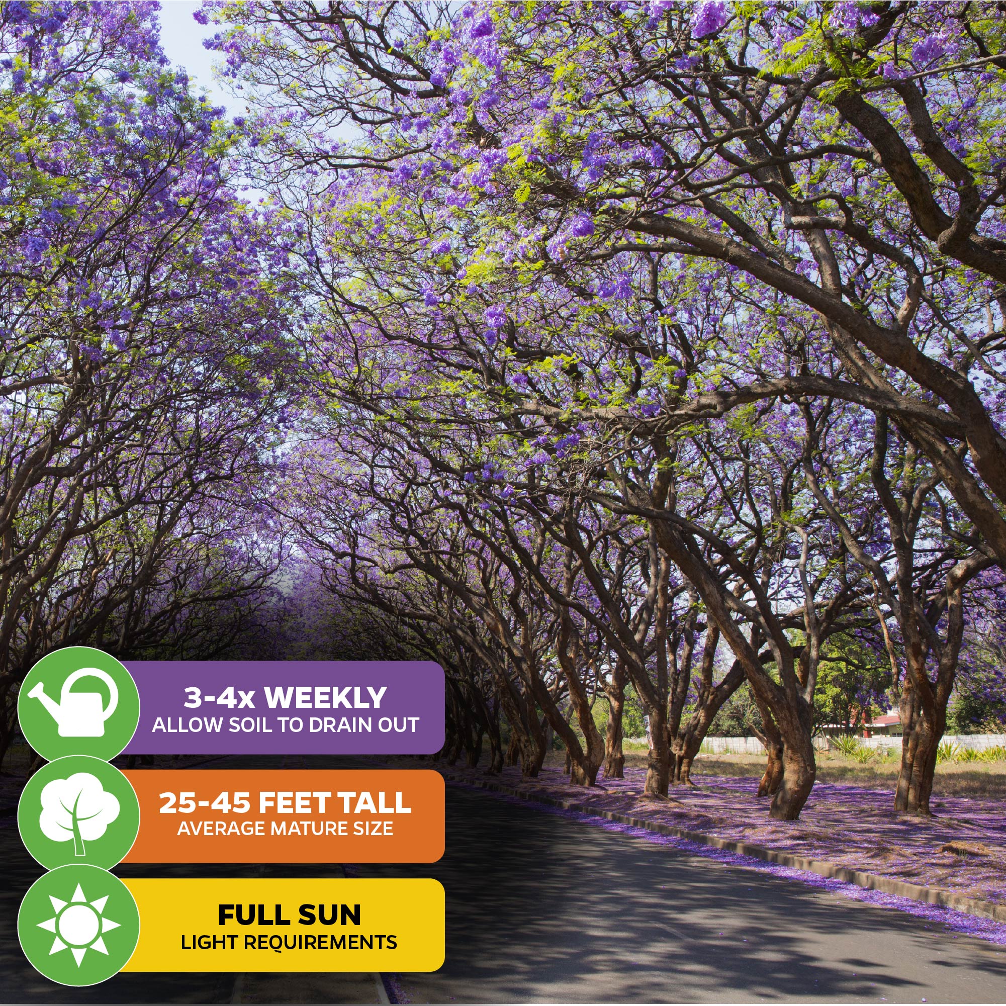 Jacaranda Tree - Jacaranda mimosifolia – Wellspring Gardens