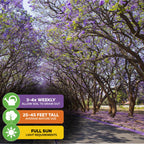 A scenic road lined with Wellspring Gardens’ Jacaranda Tree (Jacaranda mimosifolia) in purple-blue bloom. Icons: water 3–4x weekly, mature height 25–45 ft, requires full sun.