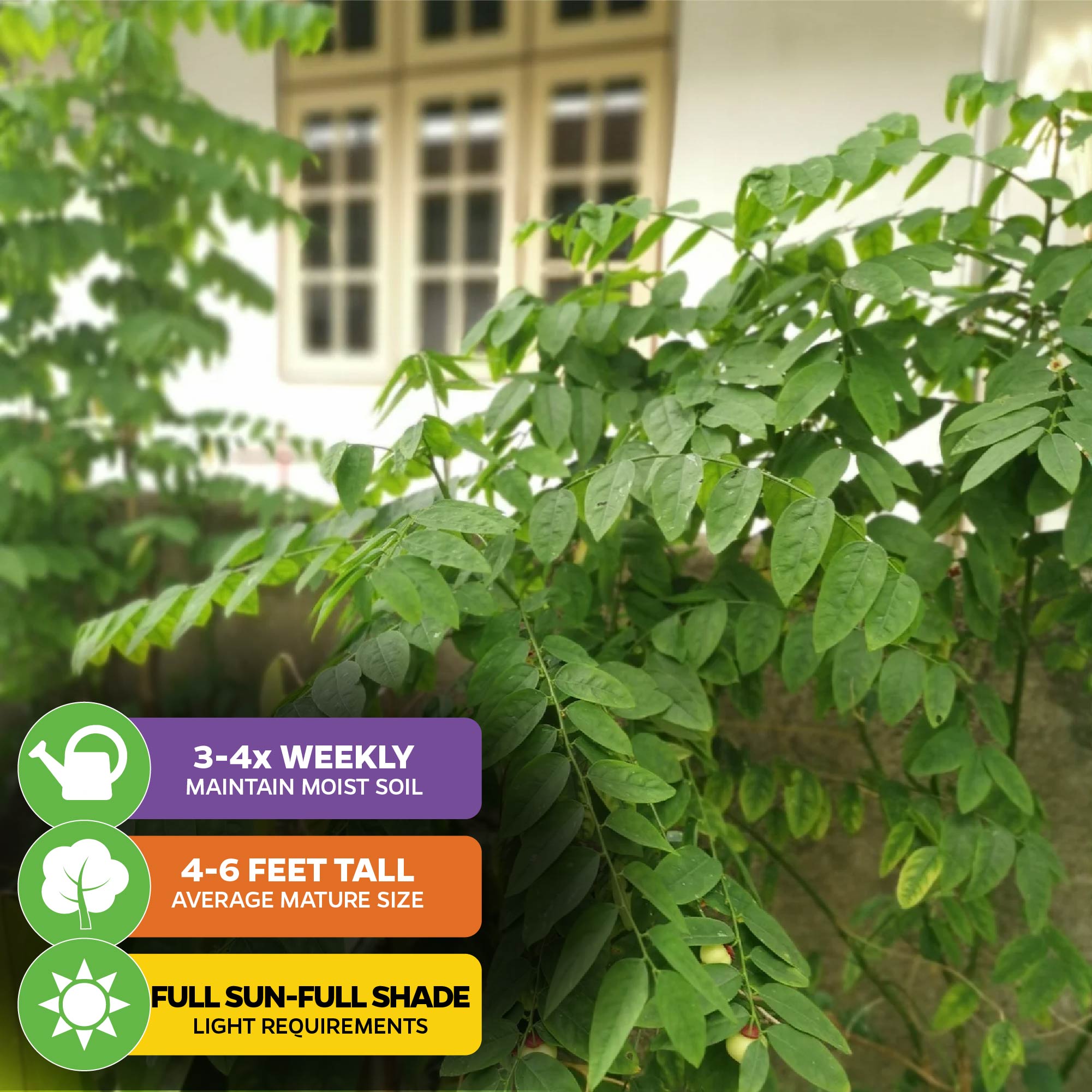 A lush green Katuk (Sweetleaf Bush) by Wellspring Gardens grows by a wall with a window. Care icons: water 3-4x weekly, grows 4-6 ft tall, thrives sun to shade. Its protein-rich edible leaves make Sauropus androgynus a smart garden pick.