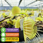 King Henry Venus Fly Trap Carnivorous Plant - Dionaea muscipula