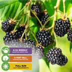 Close-up of Kiowa Blackberry - Rubus from Wellspring Gardens on the vine with green leaves, featuring icons: water 4-5x weekly, self-fertile, 6 ft average mature size, low chill hours, and full sun requirements.