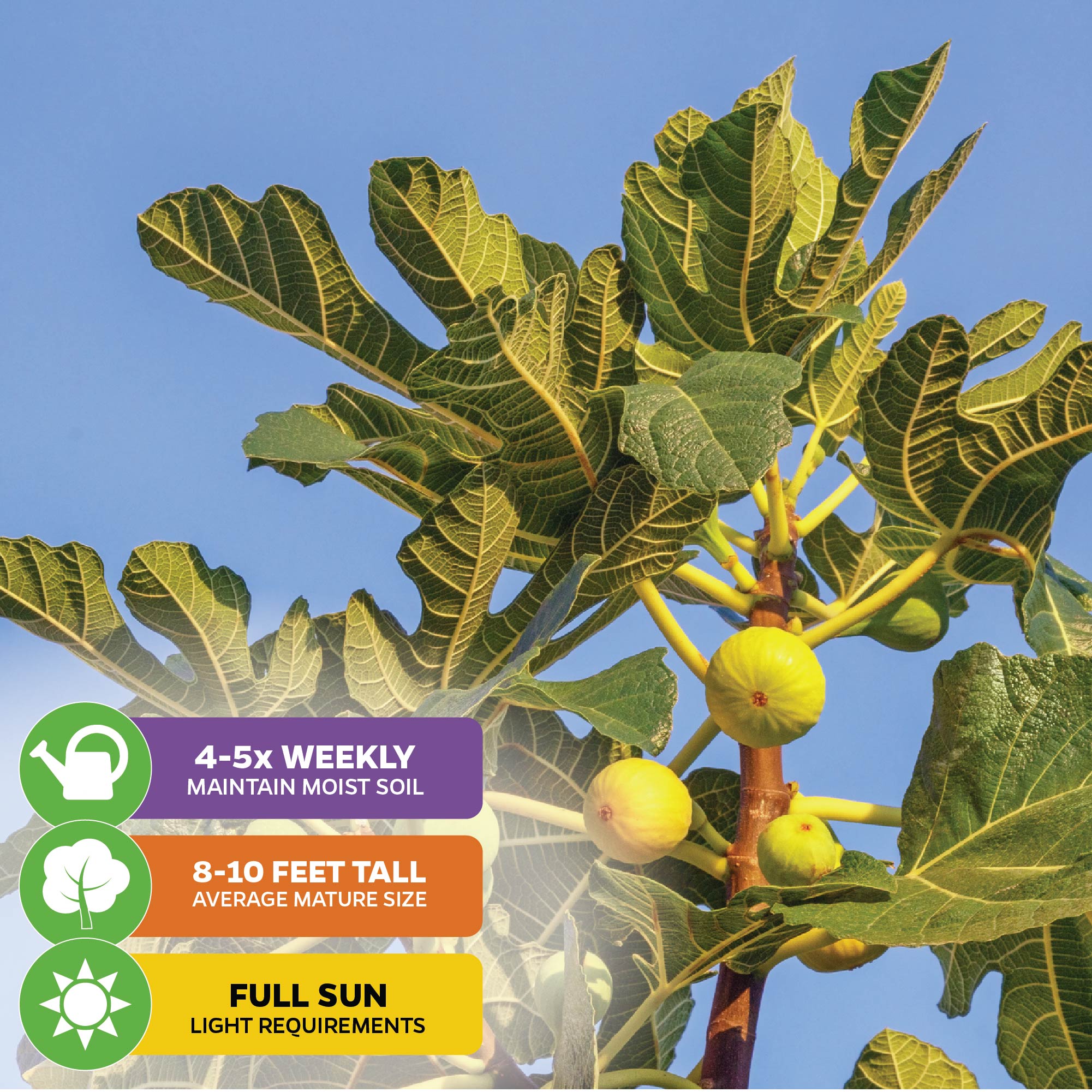 Close-up of a Wellspring Gardens LSU Gold Fig Tree (Ficus carica) with large leaves and ripening yellow fruit. Infographics: water 4-5x/week, self-fertile, grows 8-10 ft, needs full sun. Blue sky in the background.