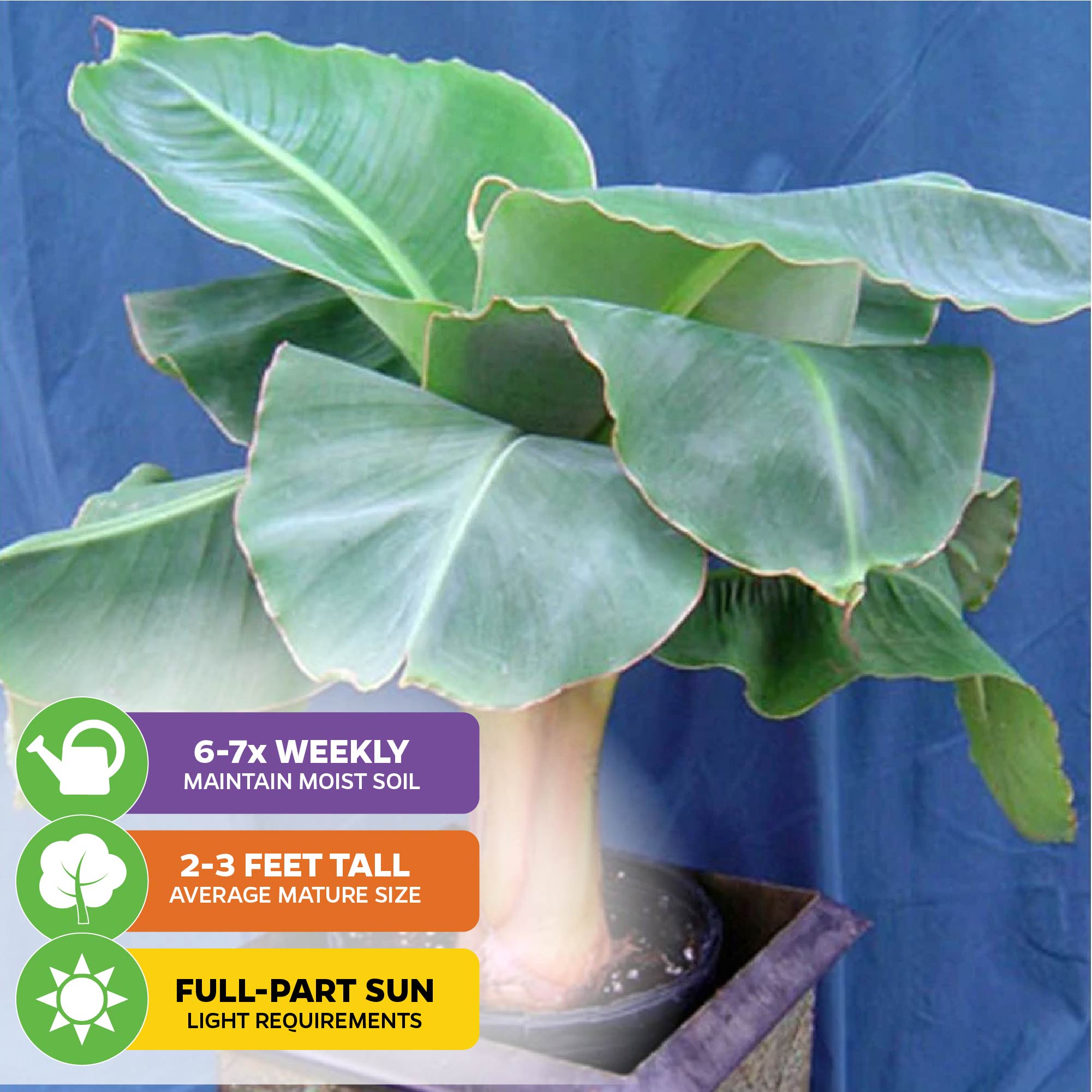 The Little Prince Banana - Musa by Wellspring Gardens is a large green potted plant with broad leaves, ideal for containers. It grows 2-3 feet tall, requires watering 6-7 times weekly, and prefers full to part sun, shown against a blue backdrop.