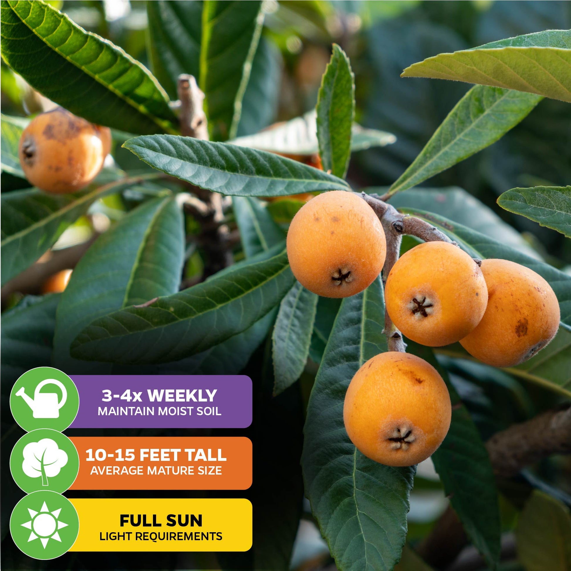 Loquat Tree - Eriobotrya japonica