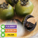 Black Sapote (Chocolate Pudding Fruit)- Diospyros nigra