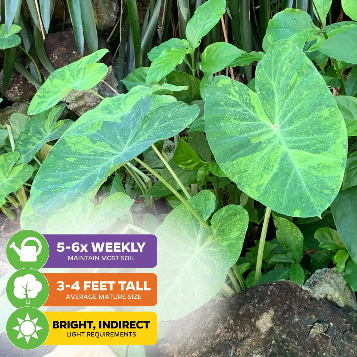 Morning Dew Elephant Ear - Colocasia esculenta