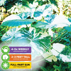 Variegated Elephant Ear - Alocasia