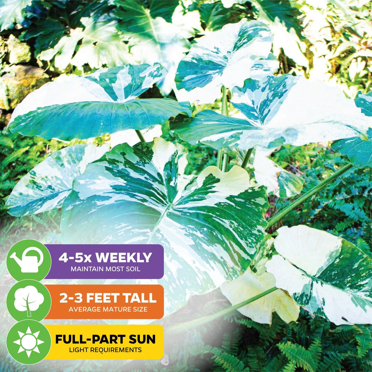 Variegated Elephant Ear - Alocasia