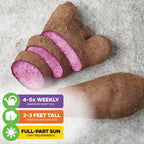 Ube 'Purple Yam' Plant - Dioscorea alata (1-quart pot, Premium)
