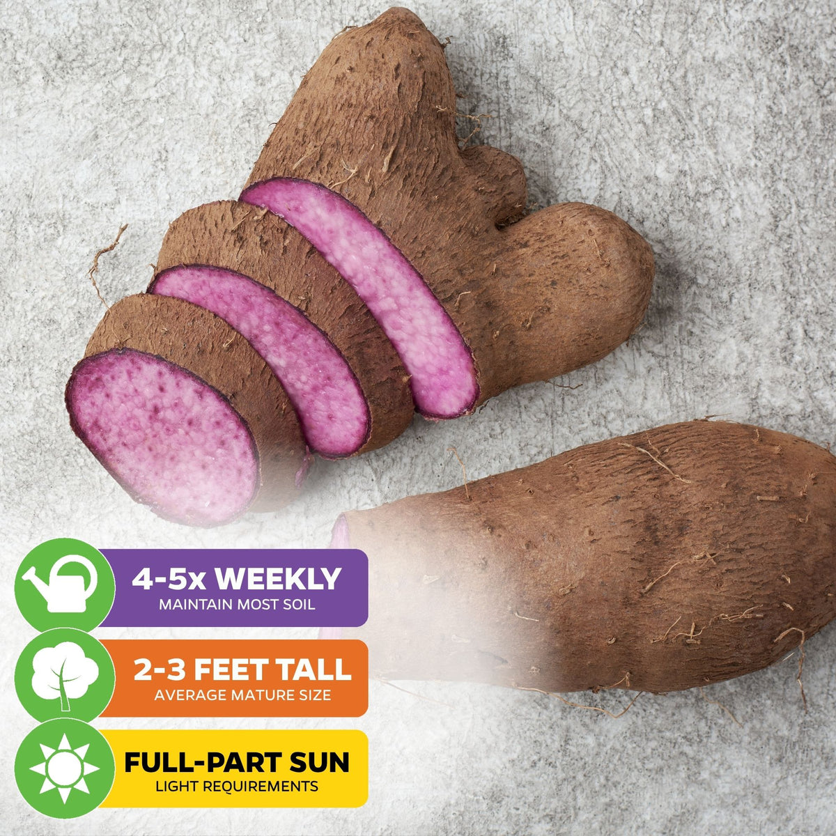 Ube 'Purple Yam' Plant - Dioscorea alata (1-quart pot, Premium)