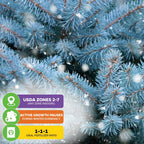 Colorado Blue Spruce Tree Seeds (Picea pungens) - Pack of 15