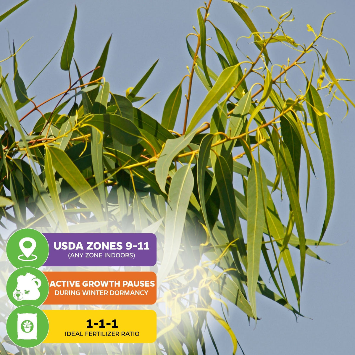 Lemon-Scented Gum Tree Seeds (Eucalyptus Citriodora / Corymbia citriodora) - Pack of 25