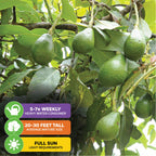 Winter Mexican Avocado - Persea americana