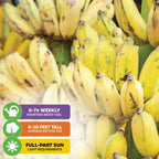 A close-up of ripe yellow Dwarf Namwa Banana (Thai Pisang Awak) - Musa by Wellspring Gardens on the plant, with icons showing it needs watering 6–7 times a week, grows 6–10 ft tall, and thrives in full to part sun.