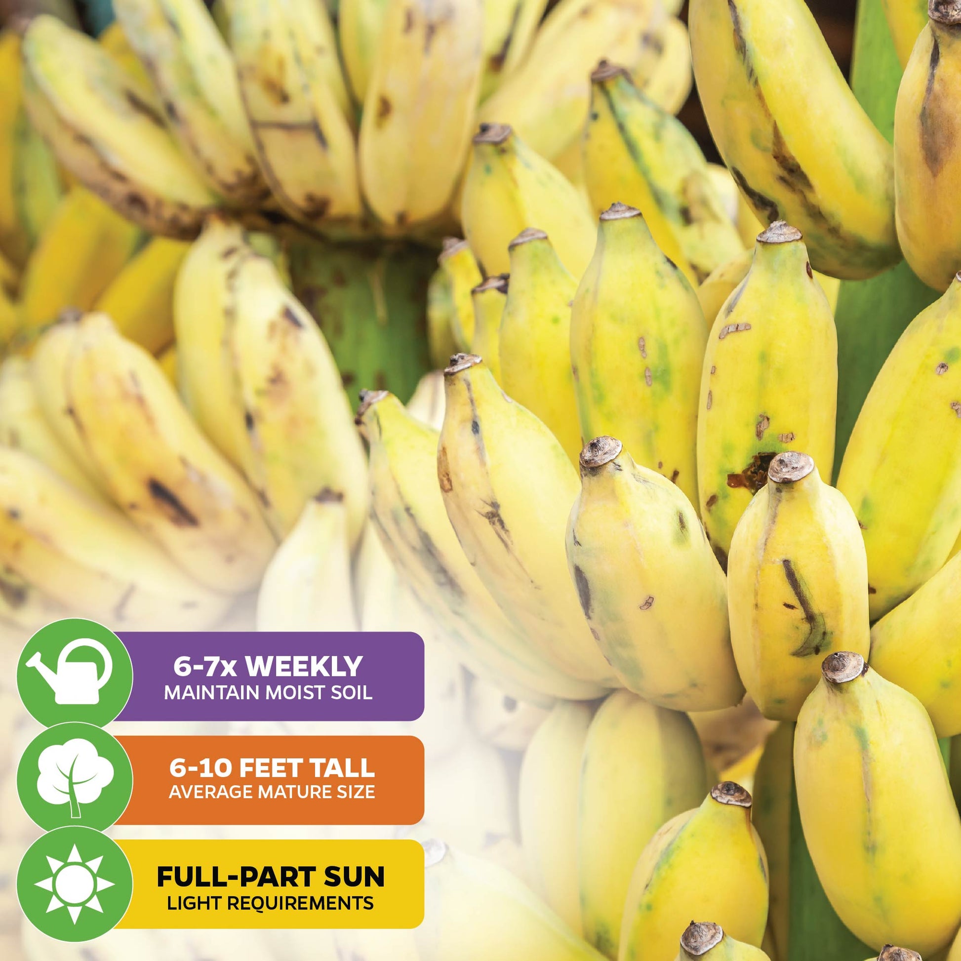 Dwarf Namwa Banana (Thai Pisang Awak) - Musa