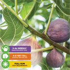 Close-up of Olympian Fig - Ficus carica by Wellspring Gardens: extra-large sweet fruit on leafy tree. Overlay icons show care—water 3-4x weekly, grows 4-8 ft tall, self-pollinating, needs full sun.