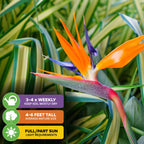 Orange Bird of Paradise - Strelitzia reginae