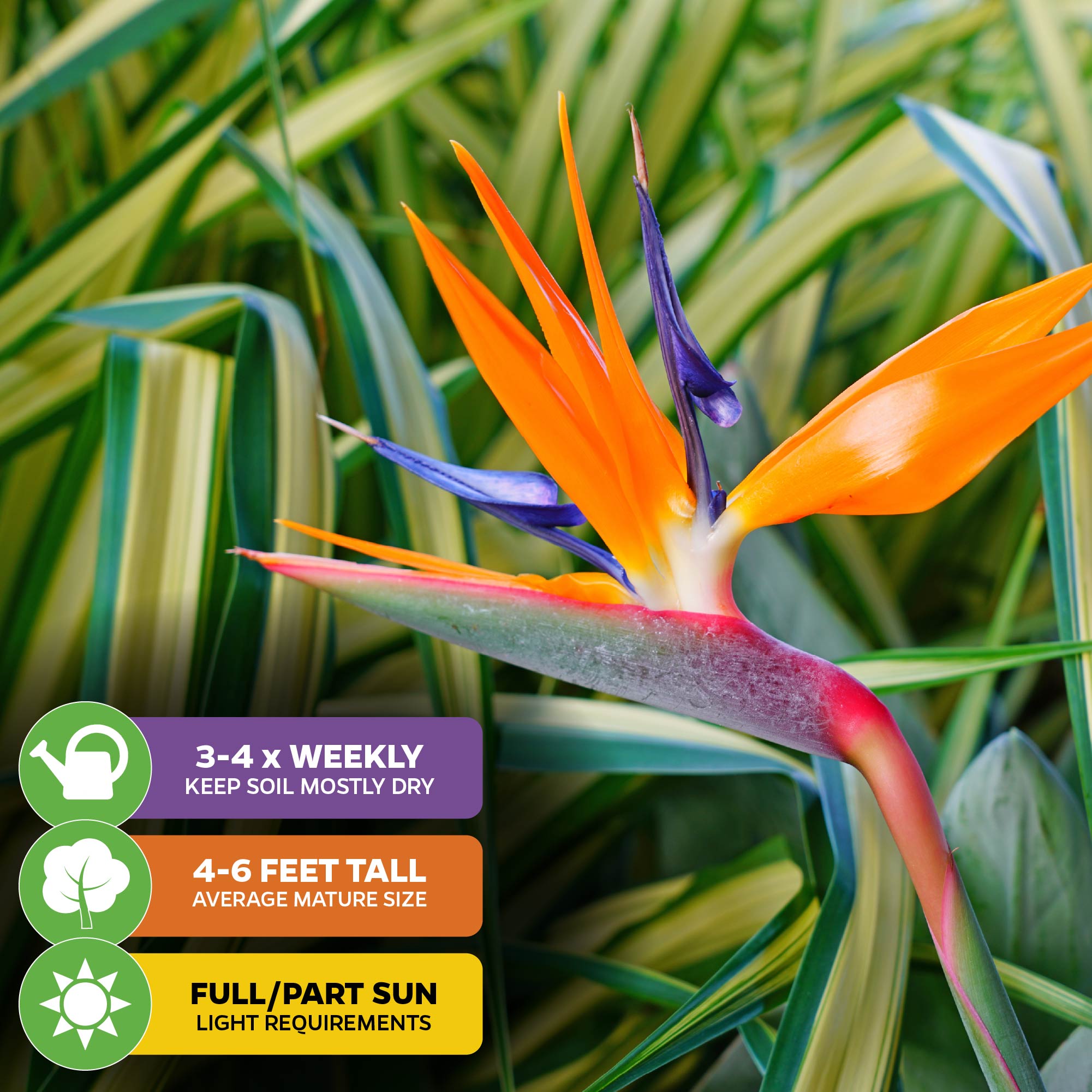 Orange Bird of Paradise - Strelitzia reginae