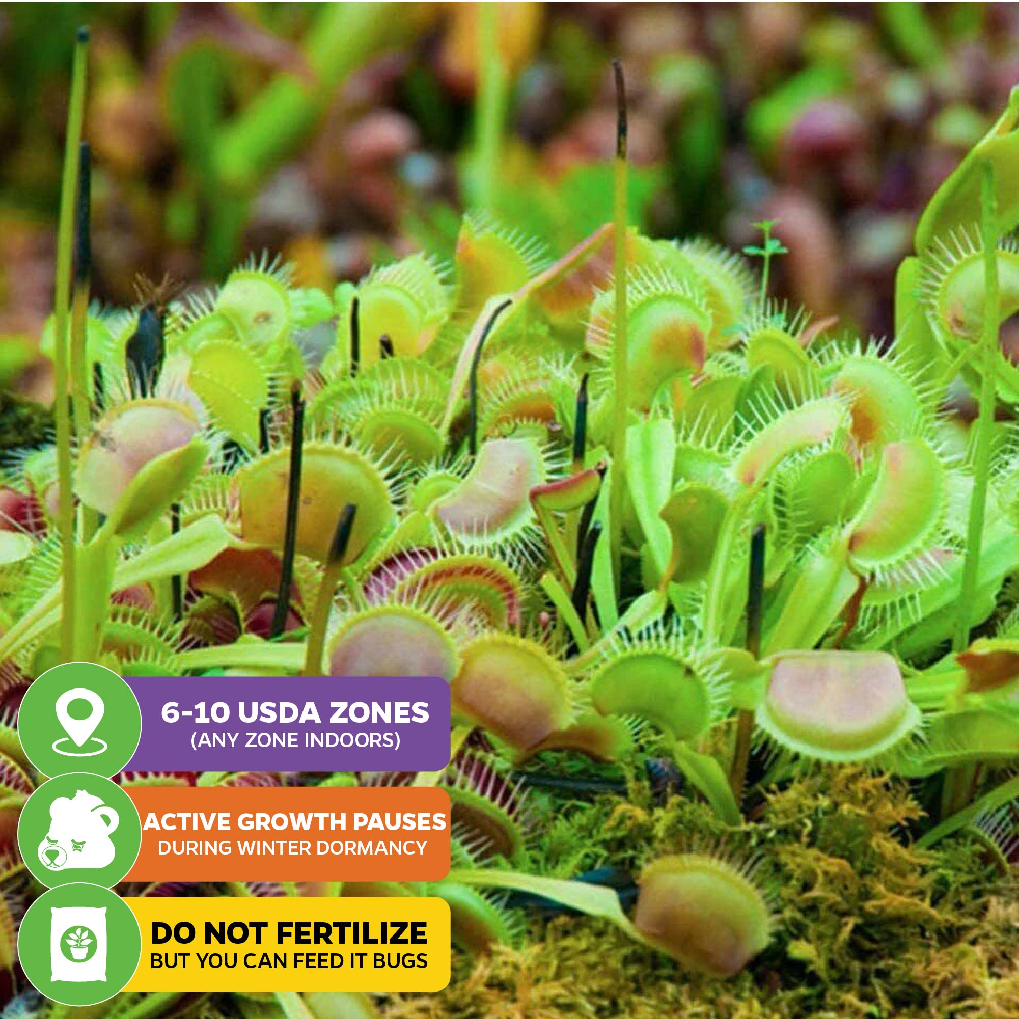 Venus Fly Trap Carnivorous Plant - Dionaea muscipula – Wellspring