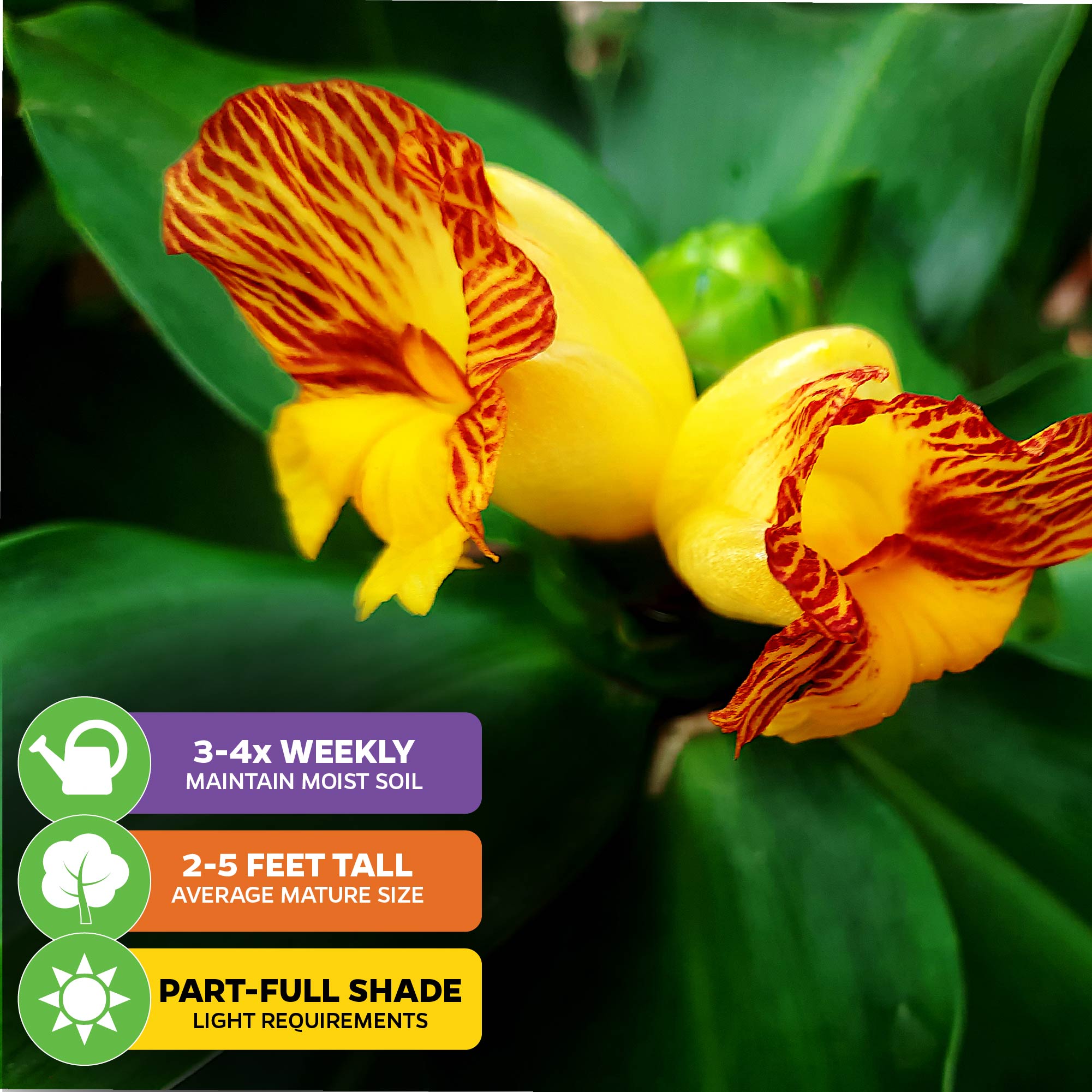 Insulin Plant (Painted Spiral Ginger) - Costus pictus