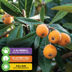 Close-up of ripe Loquat Tree (Eriobotrya japonica) by Wellspring Gardens, with fruit and green leaves. Infographics: water 3-4x weekly, grows 10-15 ft tall, needs full sun.