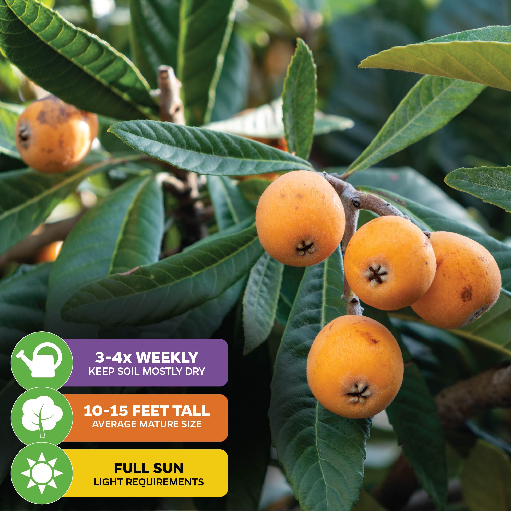 Close-up of ripe Loquat Tree (Eriobotrya japonica) by Wellspring Gardens, with fruit and green leaves. Infographics: water 3-4x weekly, grows 10-15 ft tall, needs full sun.