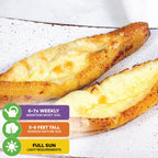 Two golden, cheese-filled pastries on a white plate. Overlay text offers care tips: water 6-7 times weekly, grows 5-8 feet tall, needs full sun—ideal for nurturing a Wellspring Gardens Dwarf Puerto Rican Plantain - Musa.