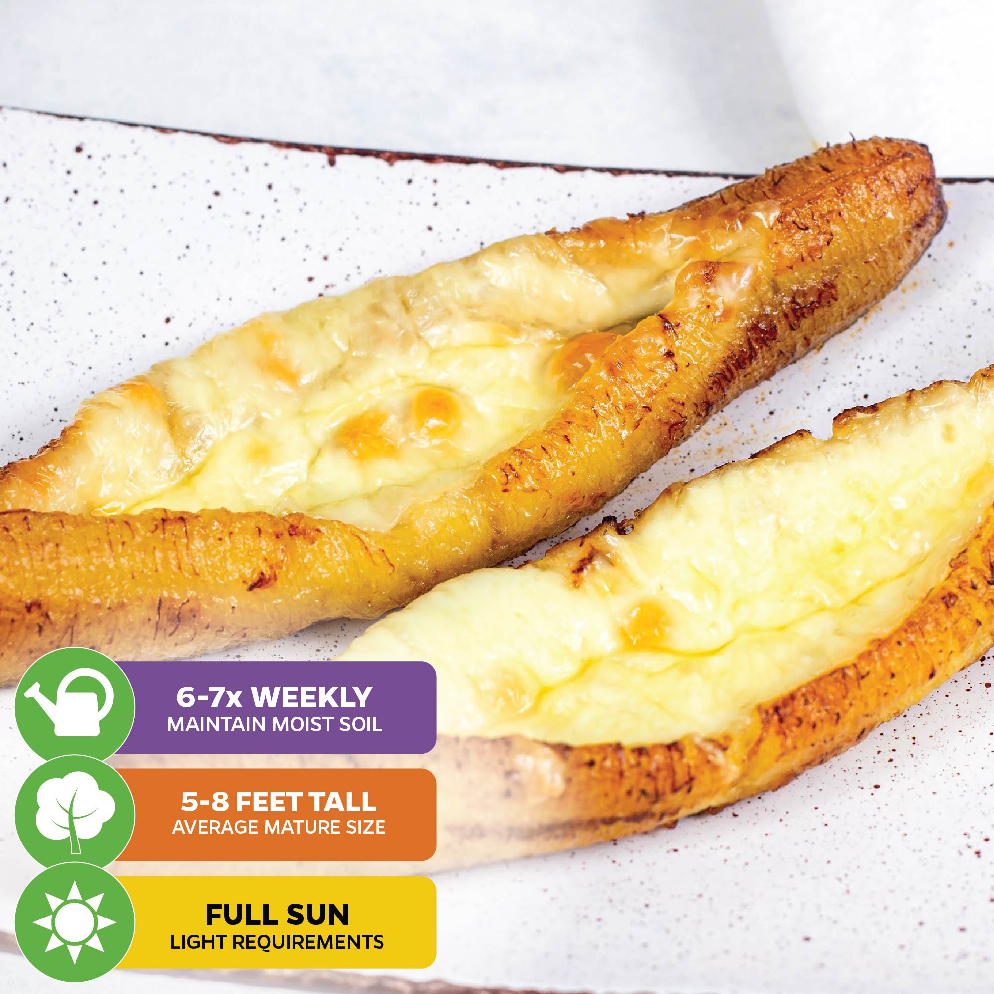 Two golden, cheese-filled pastries on a white plate. Overlay text offers care tips: water 6-7 times weekly, grows 5-8 feet tall, needs full sun—ideal for nurturing a Wellspring Gardens Dwarf Puerto Rican Plantain - Musa.
