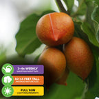 Three ripe Peanut Butter Fruits on a leafy Bunchosia argentea branch. Overlay icons show care tips: water 3–4 times weekly, grows 10–15 ft tall, and needs full sunlight. Brand: Wellspring Gardens.