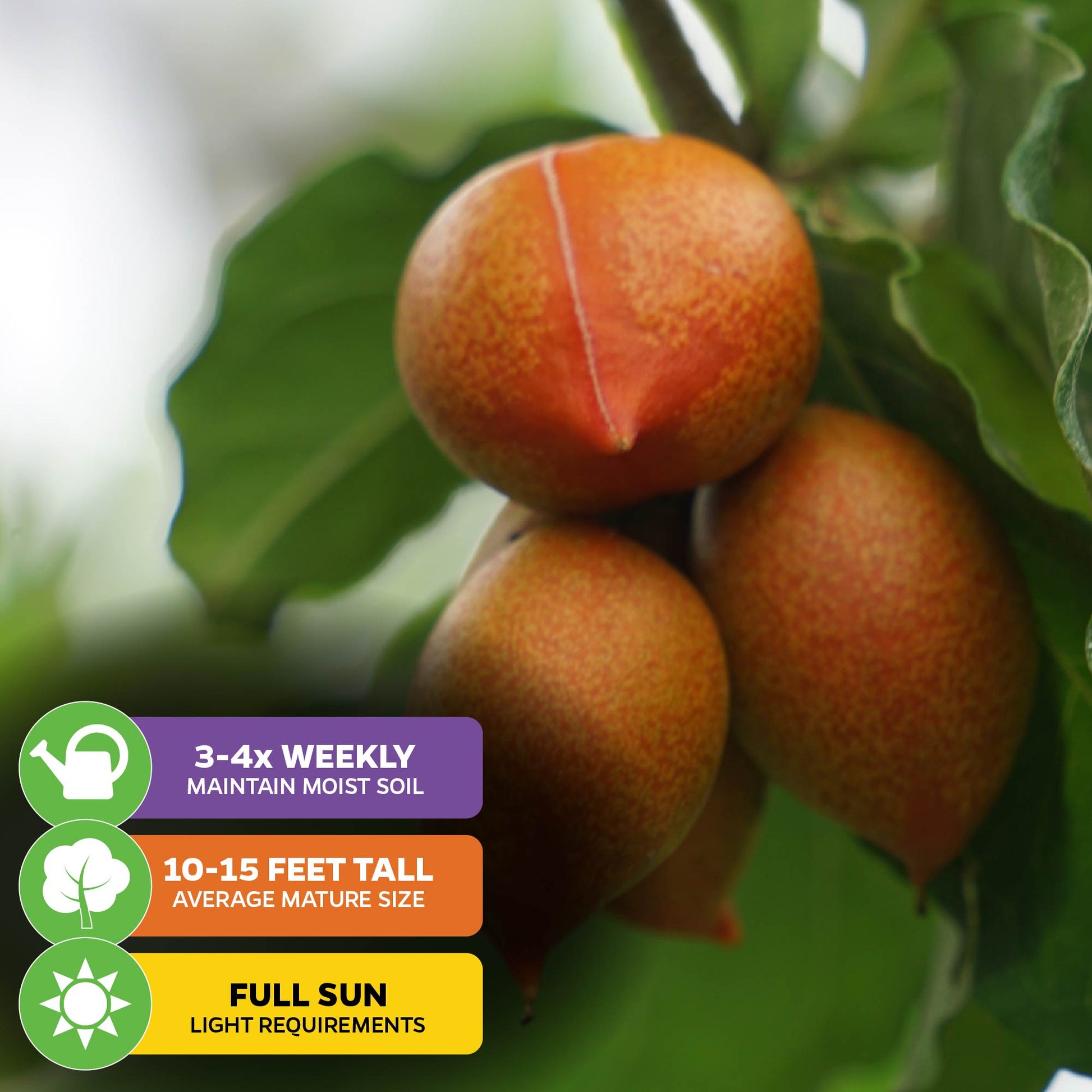 Peanut Butter Fruit Tree - Bunchosia argentea