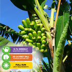 Popoulu Red Trunk Tongan/Hawaiian Popo'ulu Banana - Musa
