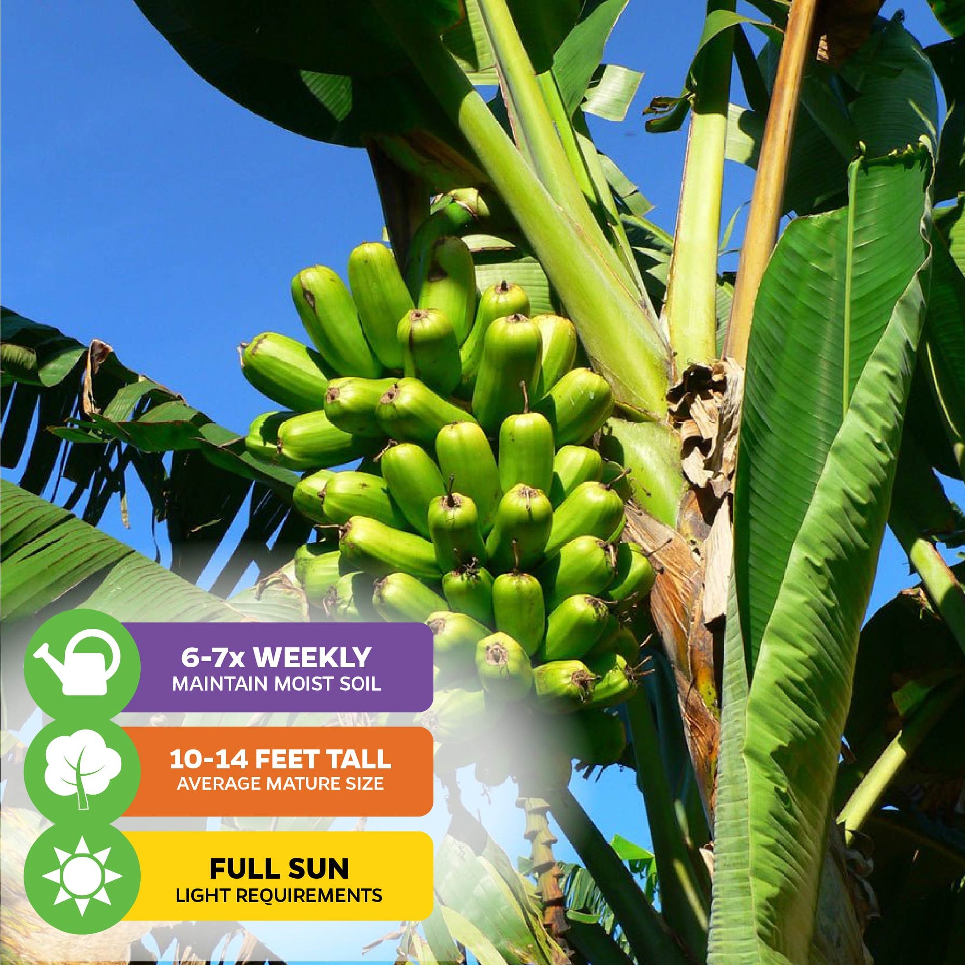 Popoulu Red Trunk Tongan/Hawaiian Popo'ulu Banana - Musa