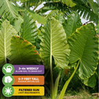 Large green Calidora Elephant Ear (Persian Palm) - Alocasia by Wellspring Gardens grows beside a beige house wall, surrounded by rocks and potted plants. A small garden light shines nearby—a perfect garden centerpiece.