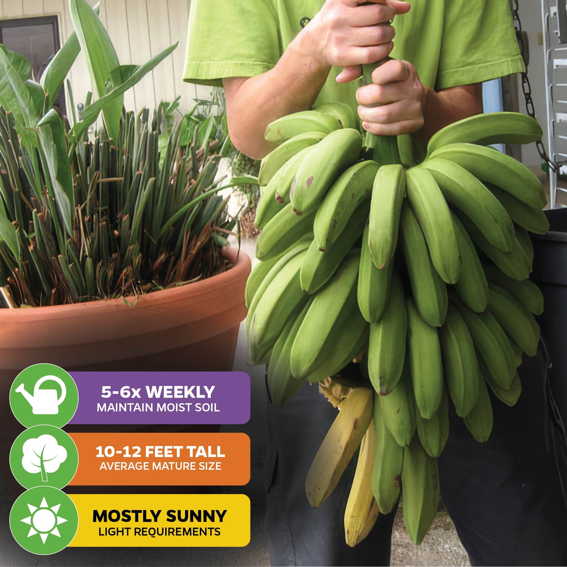 Goldfinger Banana Tree - Musa